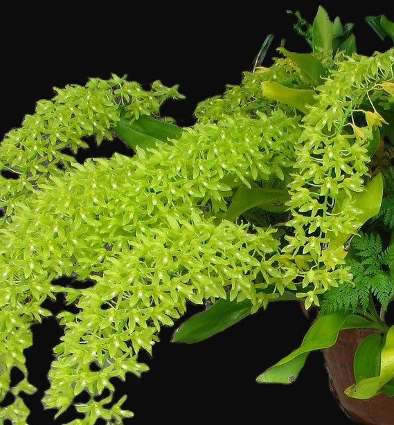 Grammatophyllum Scriptum Citrinum,