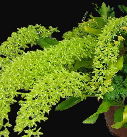 Grammatophyllum Scriptum Citrinum,