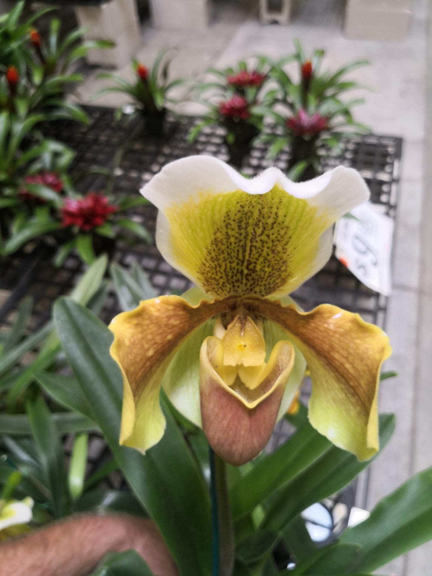 (Paph. Peony 'Regency' x Magic Mood 'Allan Napper') x Barbi Playmate