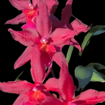 Onc. Aloha Kapoho