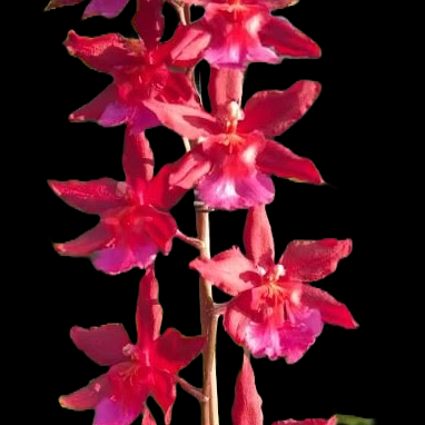 Onc. Aloha Kapoho