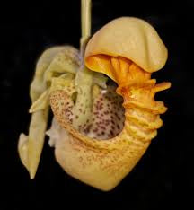 Coryanthes macrantha The 'Bucket Orchid' AKA 'The endowed alien orchid'