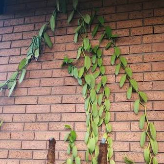 The Vanilla orchid (Vanilla planifolia) (Fragrant)