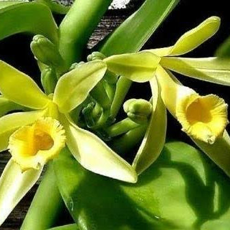 The Vanilla orchid (Vanilla planifolia) (Fragrant)