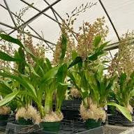 Gram. scriptum multiflora large plant