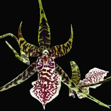 The Arthurara Sea Snake 'Unforgettable' is a complex intergeneric orchid hybrid