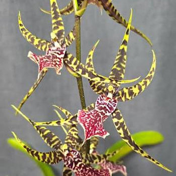 The Arthurara Sea Snake 'Unforgettable' is a complex intergeneric orchid hybrid