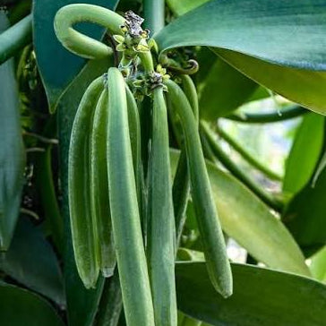 The Vanilla orchid (Vanilla planifolia) (Fragrant)
