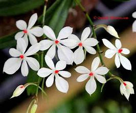 Aerangis luteo alba