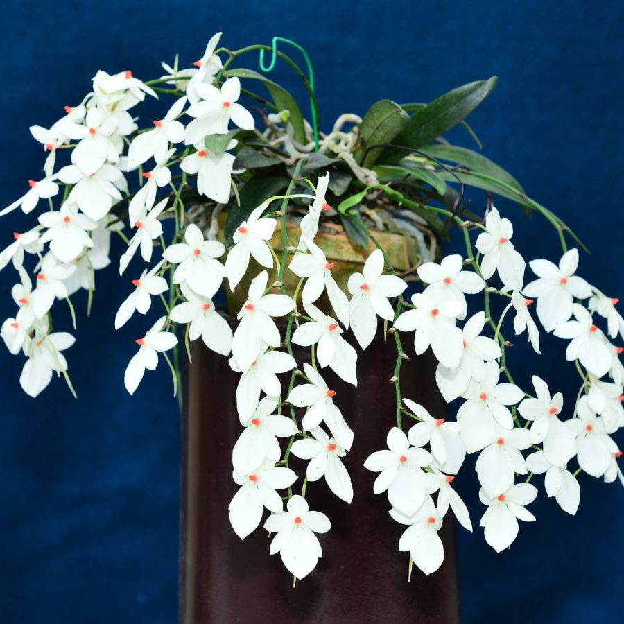 Aerangis luteo alba