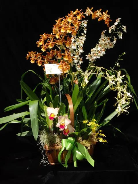 The "Mayor's Basket" 5 Orchid Gift Basket