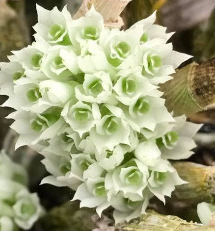Dendrobium mimiense  Compact growing species indigenous to Papua New Guinea.