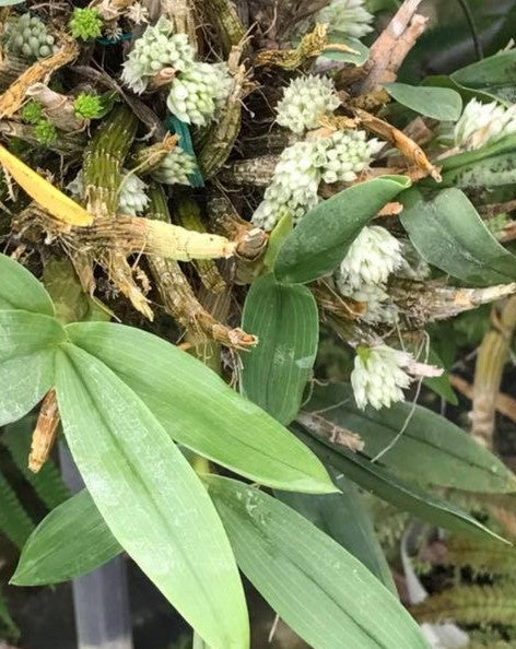 Dendrobium mimiense  Compact growing species indigenous to Papua New Guinea.