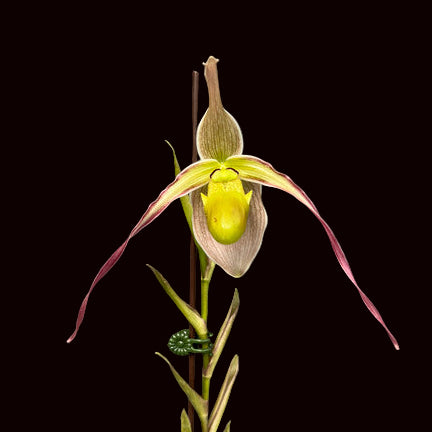 Phrag. Fernbrook (longifolium var. hincksianum)