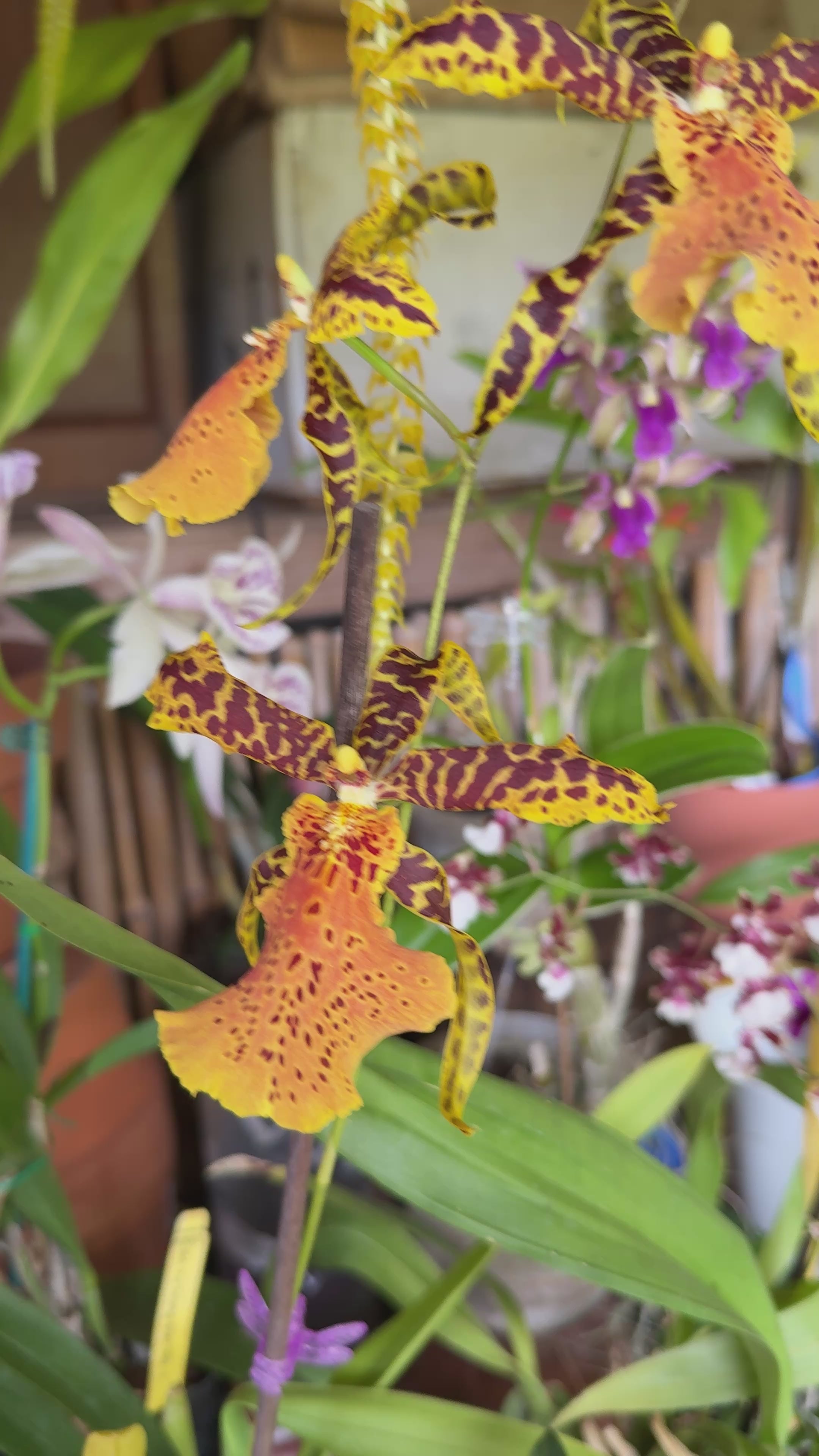 Alcra. Hilo Ablaze 'Hilo Gold' AM/AOS – Orchid Alley