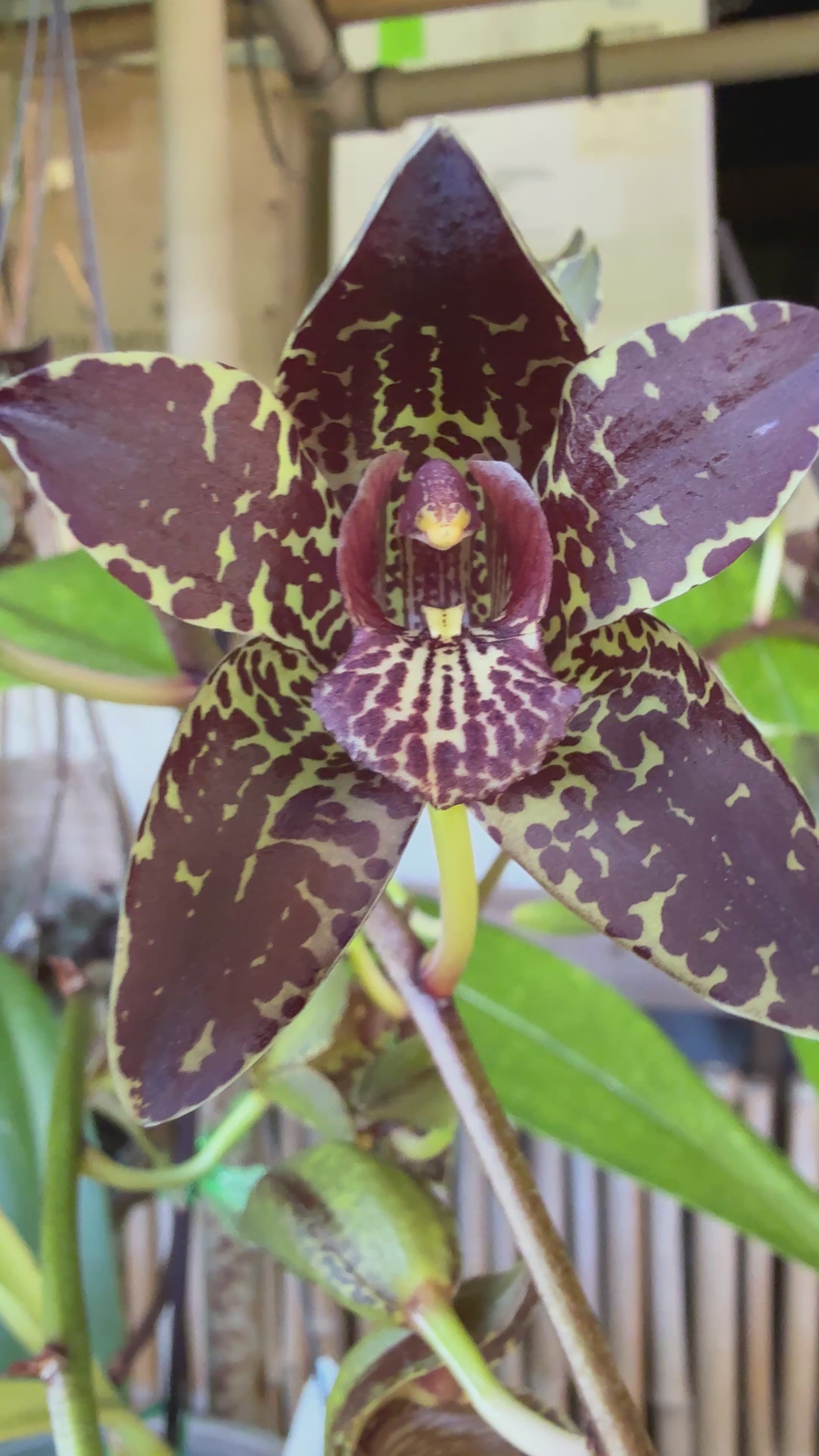 Grammatophyllum Jumbo Grand 'PK' compact orchid with ultra showy dark –  Orchid Alley