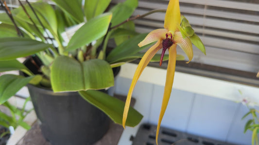 Bulbophyllum Echinolabium x 'X'