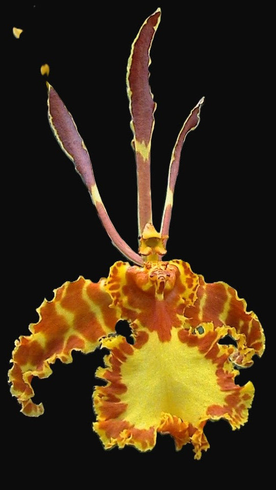 Psychopsis 'Mendenhall 'Hildos' FCC/AOS hybrid orchid