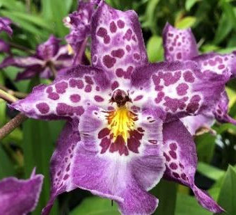 Degarmoara Shibumi 'Purple Rain'  (Psychedelic patterned Orchid)