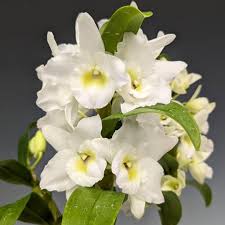 Dendrobium Nobile - Growers Choice White, Lavender, pink-fragrant